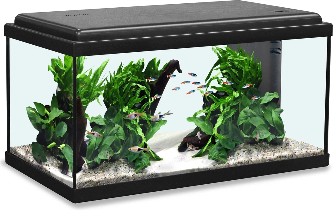 olibetta12983