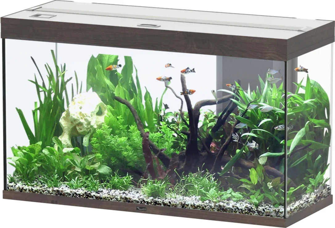 olibetta20552