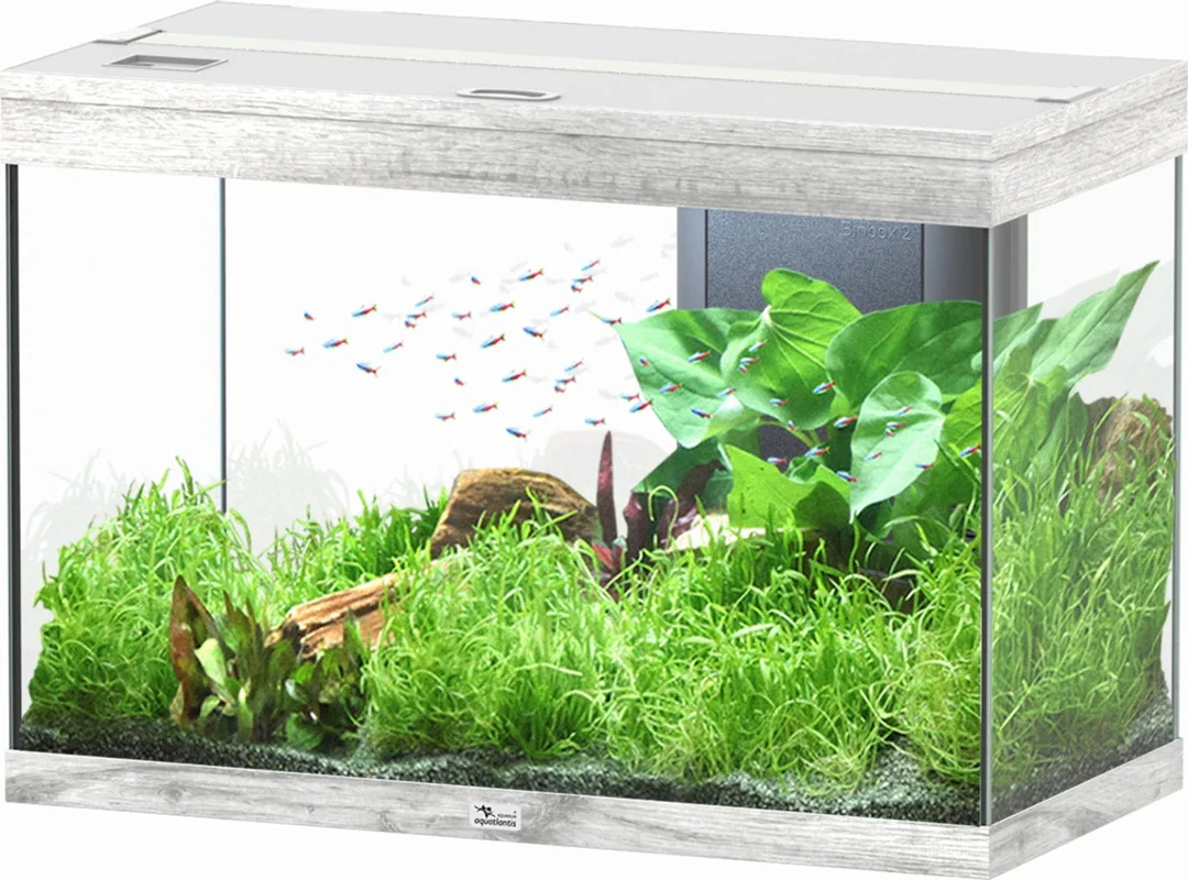 olibetta20941