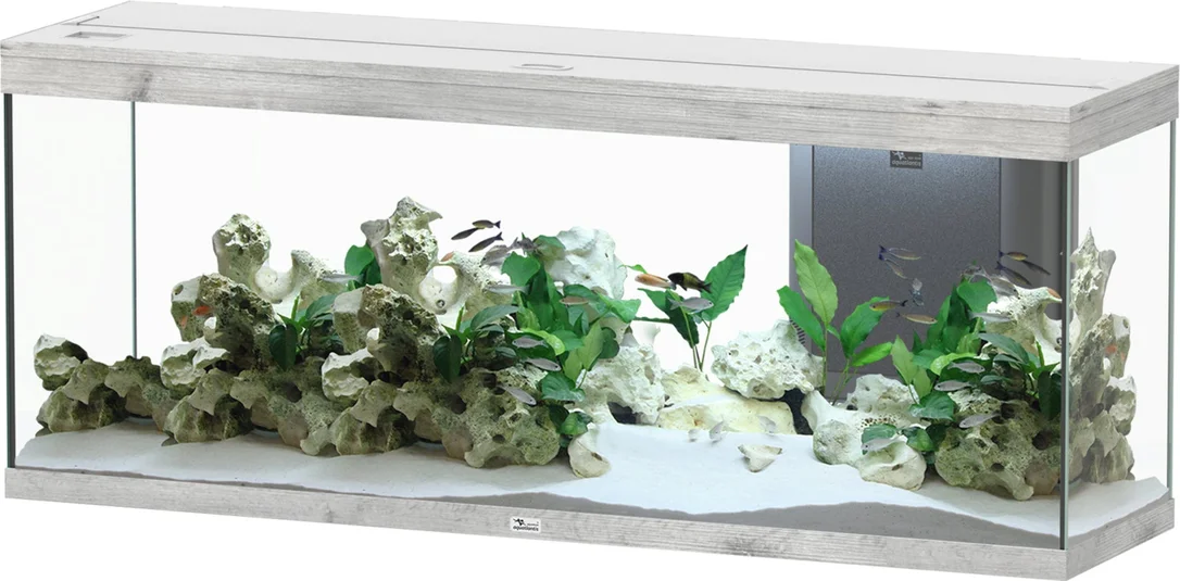 olibetta20950