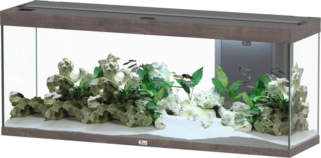 olibetta20967