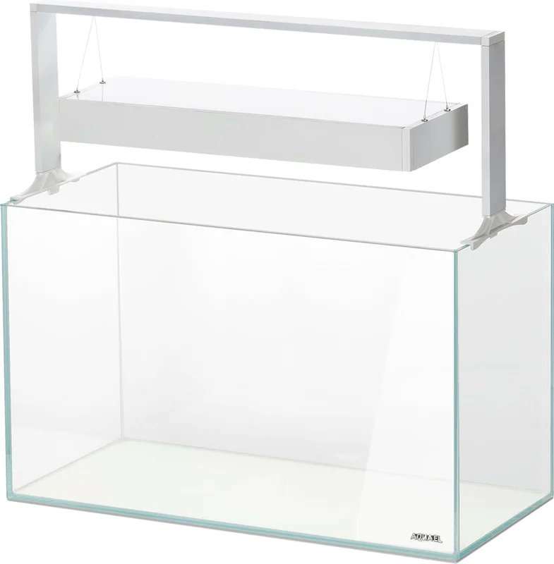 olibetta21082
