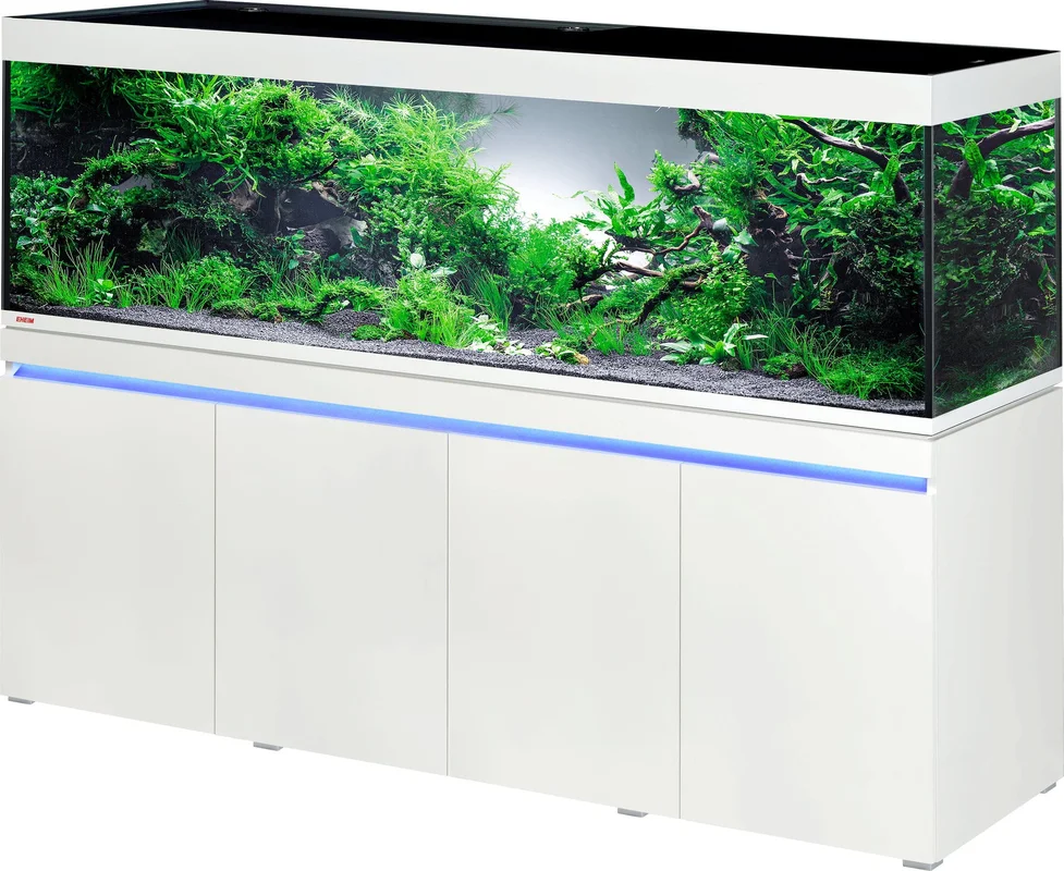 olibetta24383