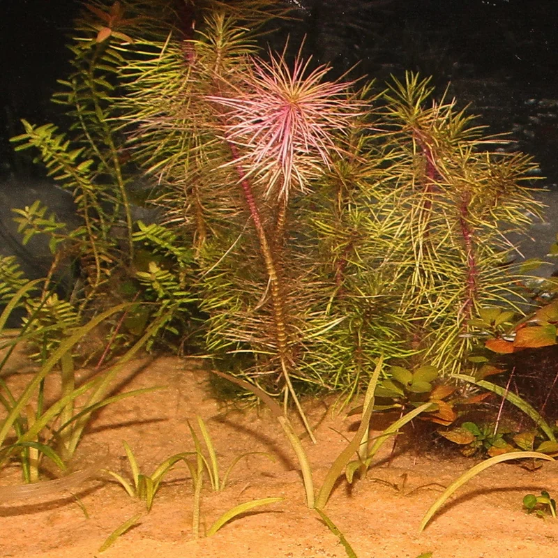 olibetta2680