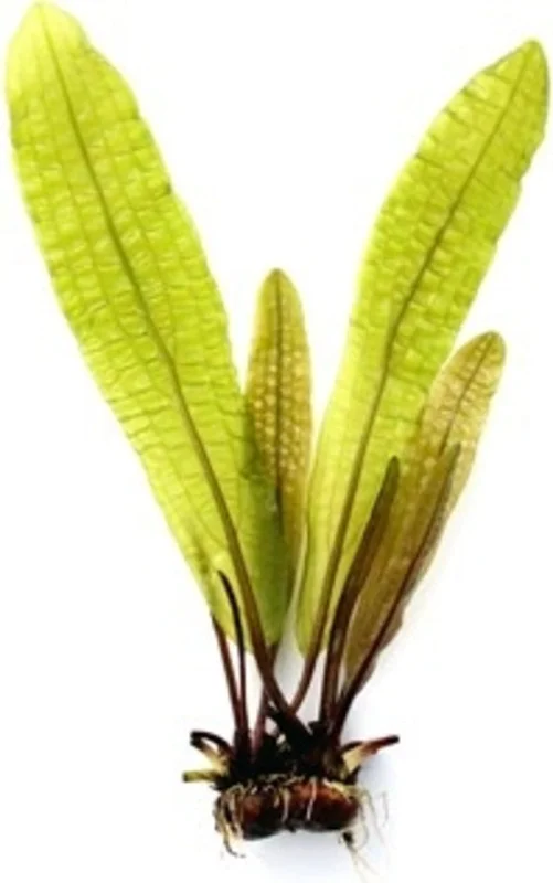 olibetta28673