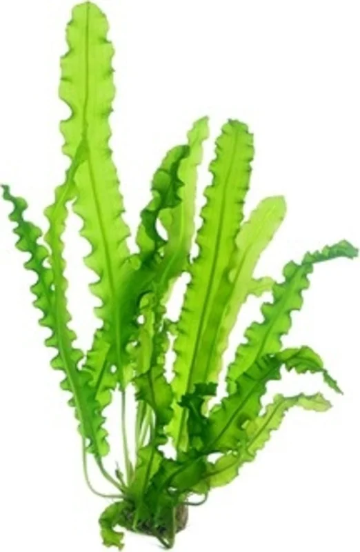 olibetta28681