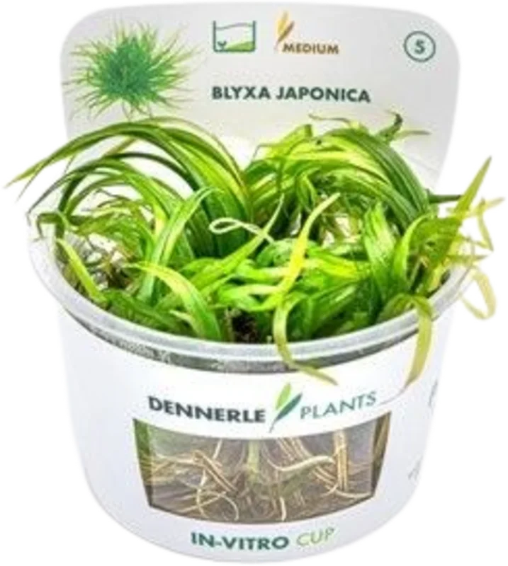 olibetta28708