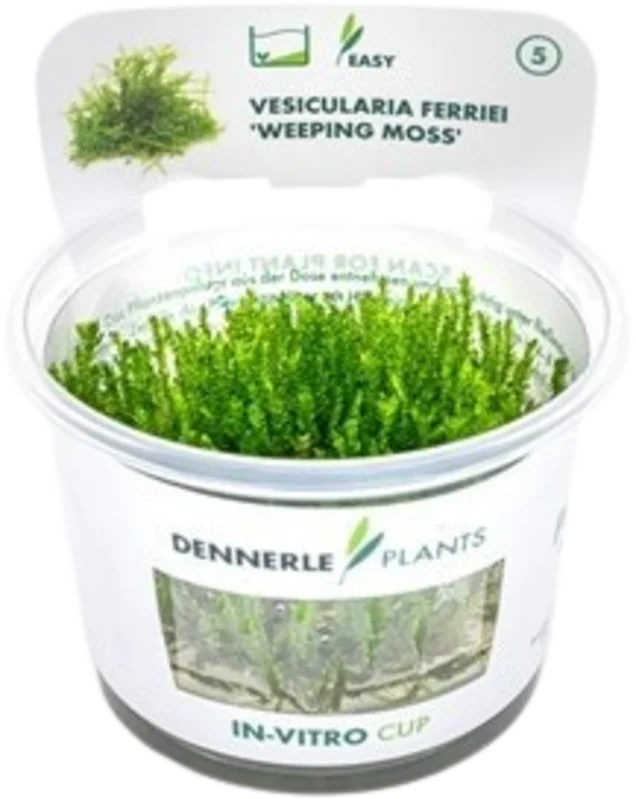 olibetta29136