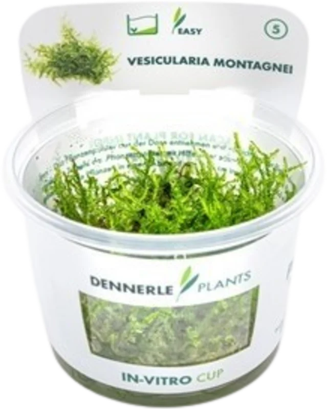 olibetta29147