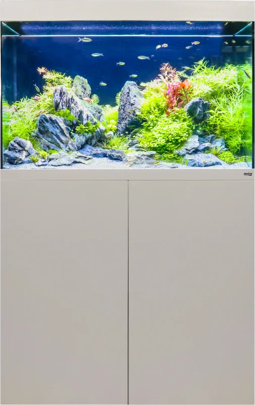 olibetta29155