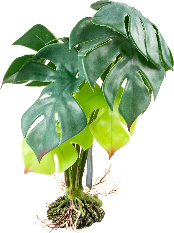 olibetta31177