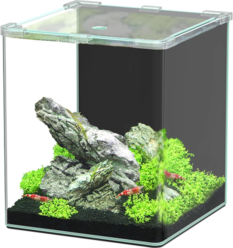 olibetta33753