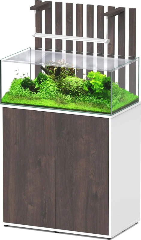 olibetta33818