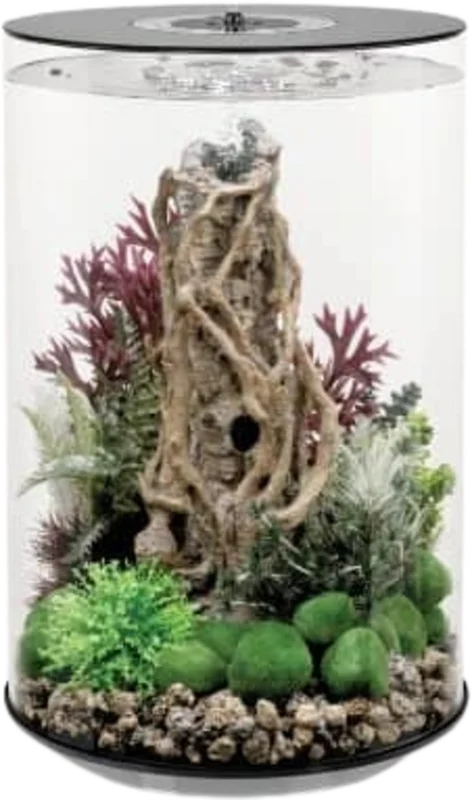 olibetta36791