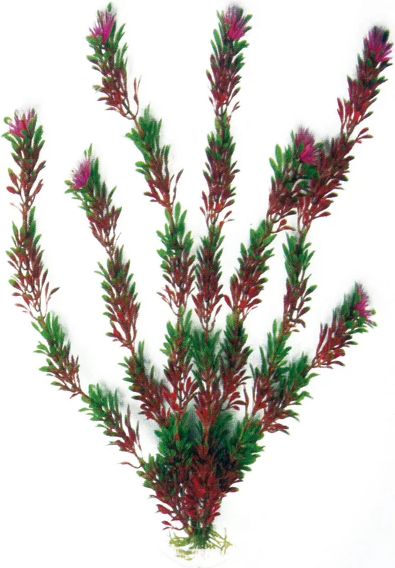 olibetta6901