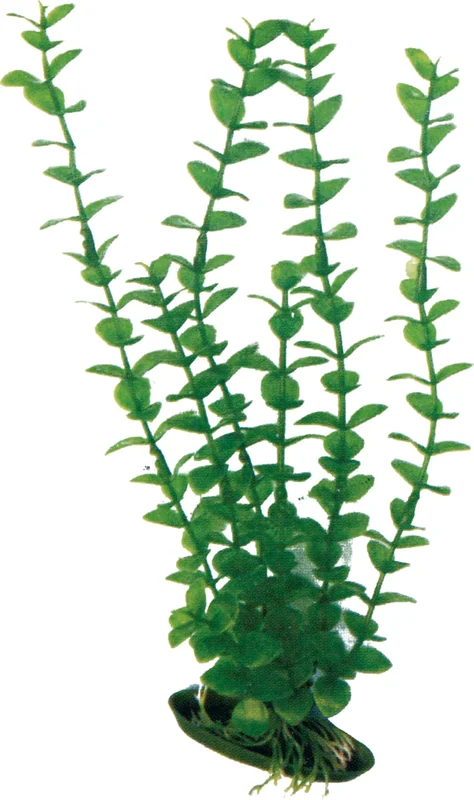 olibetta6927