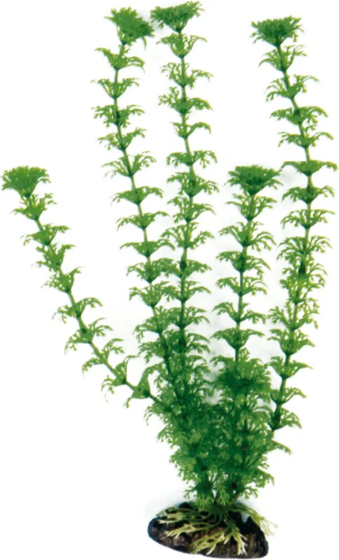 olibetta6955
