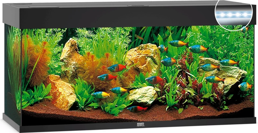 olibetta7992