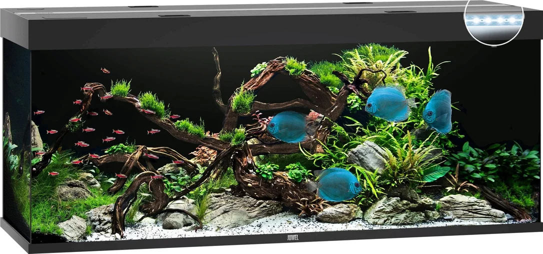 olibetta8165