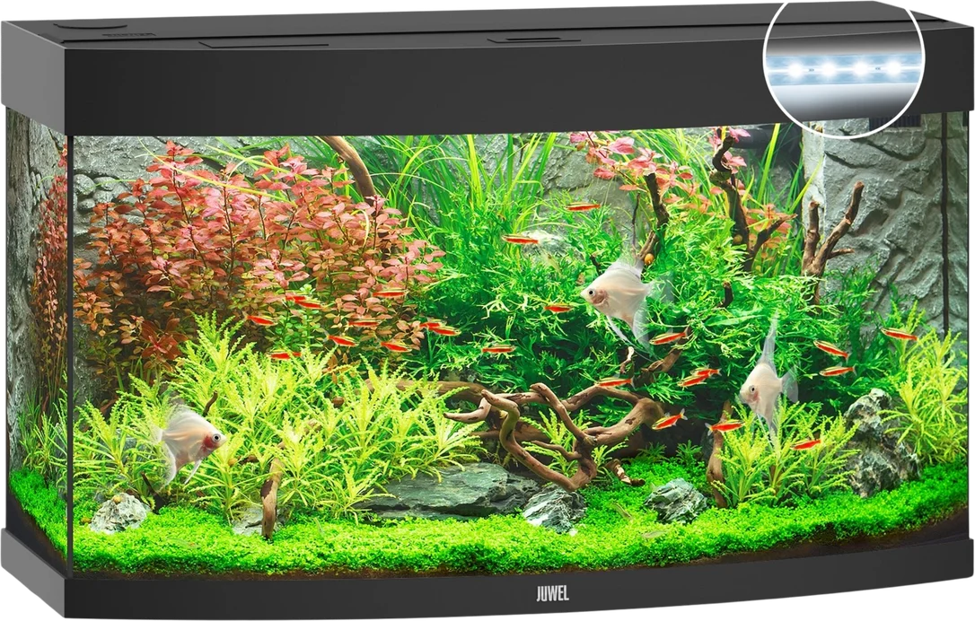 olibetta8204