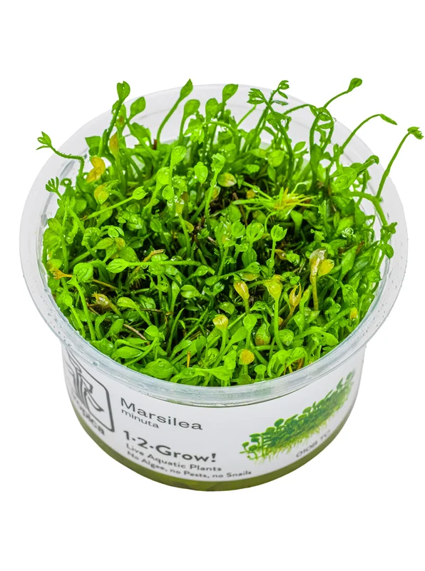 pezverde825674