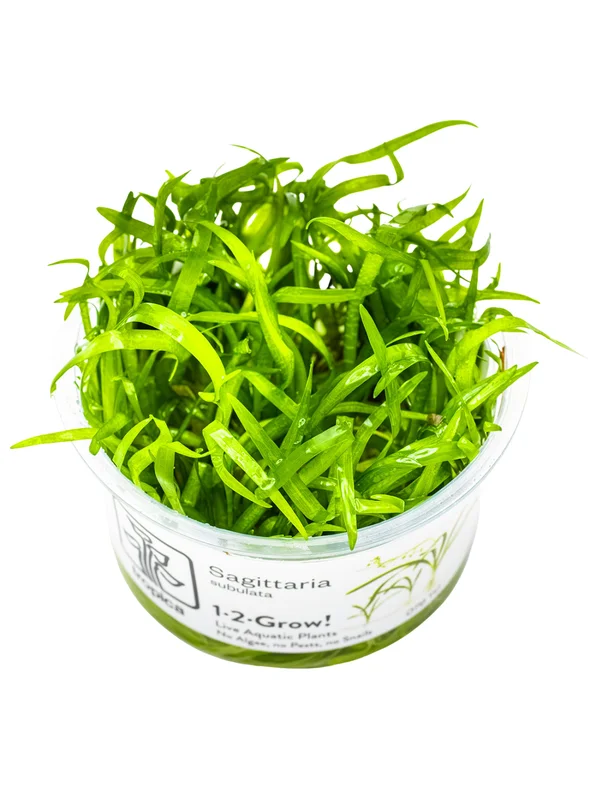 pezverde825915