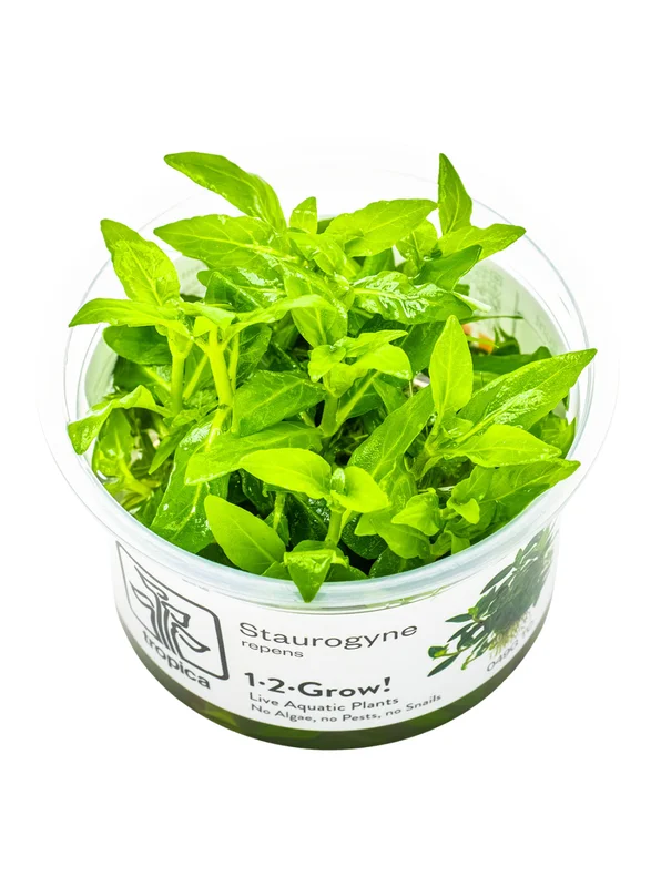 pezverde825930