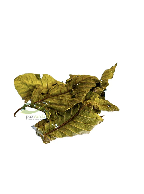 pezverde831139