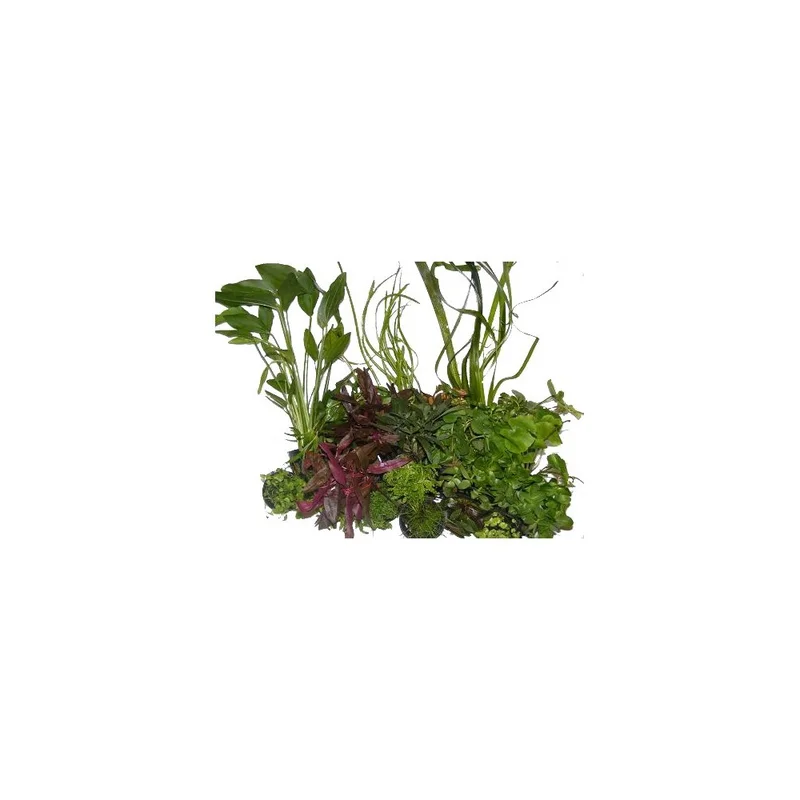 plantasdeacuarios192607