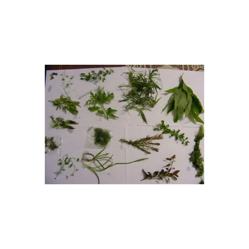 plantasdeacuarios192608