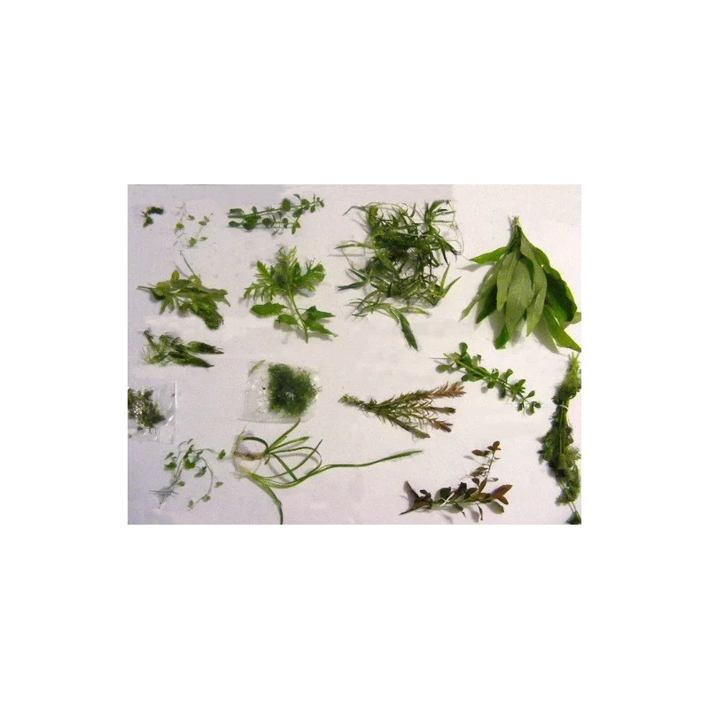 plantasdeacuarios192609