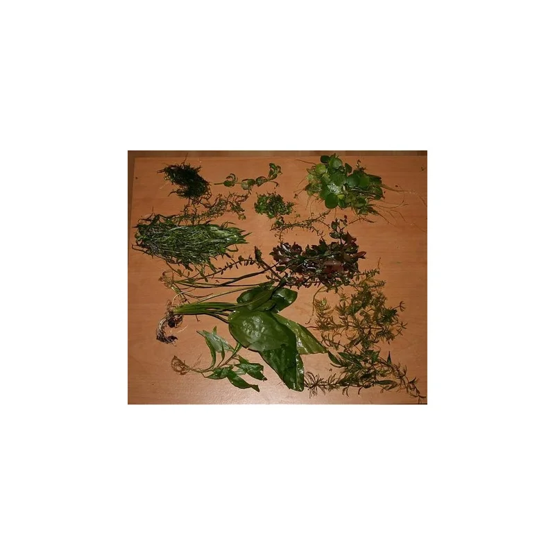 plantasdeacuarios192610