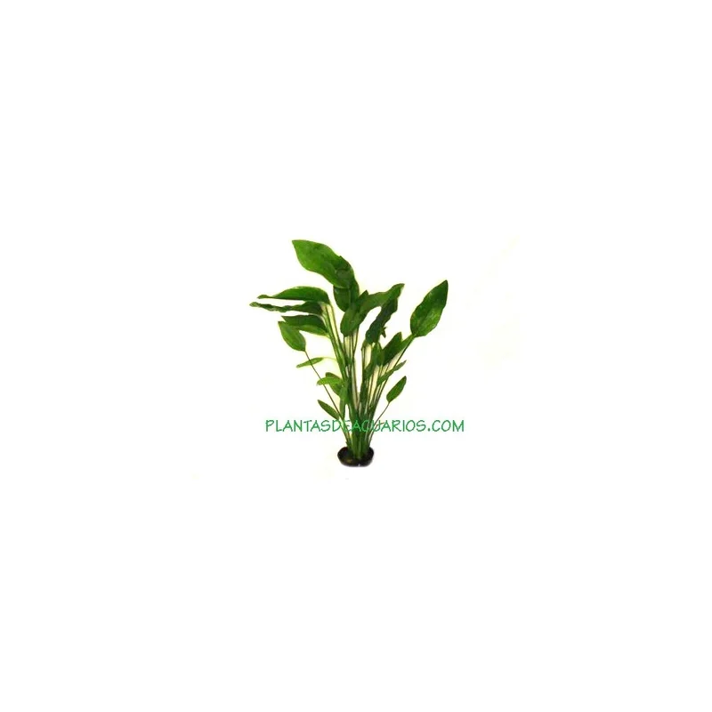 plantasdeacuarios192611
