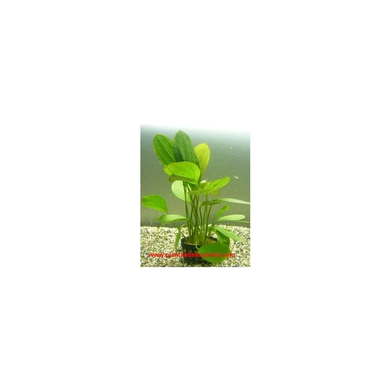 plantasdeacuarios192614