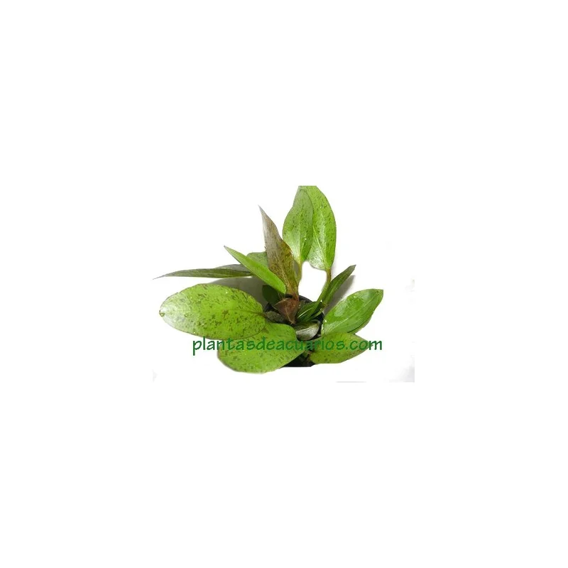 plantasdeacuarios192615