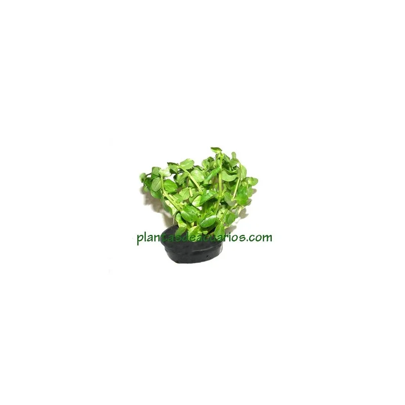 plantasdeacuarios192616