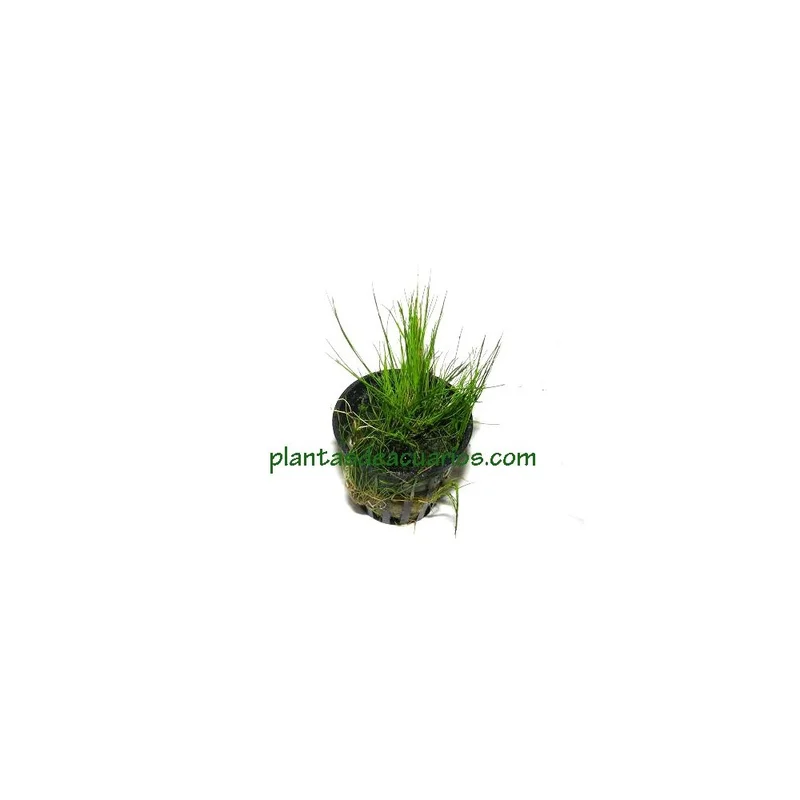 plantasdeacuarios192618