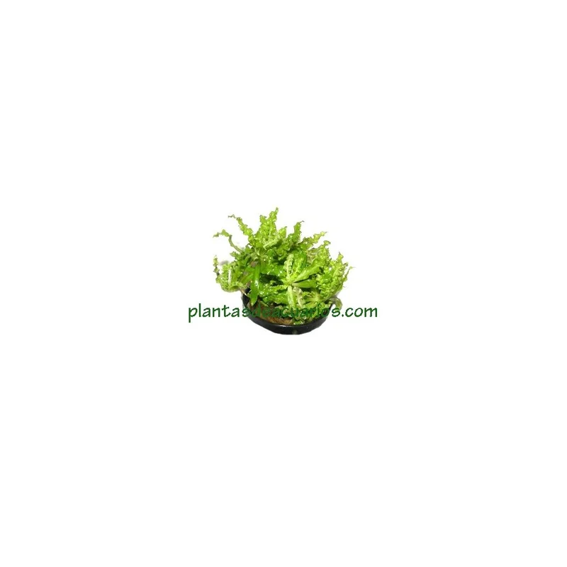 plantasdeacuarios192619