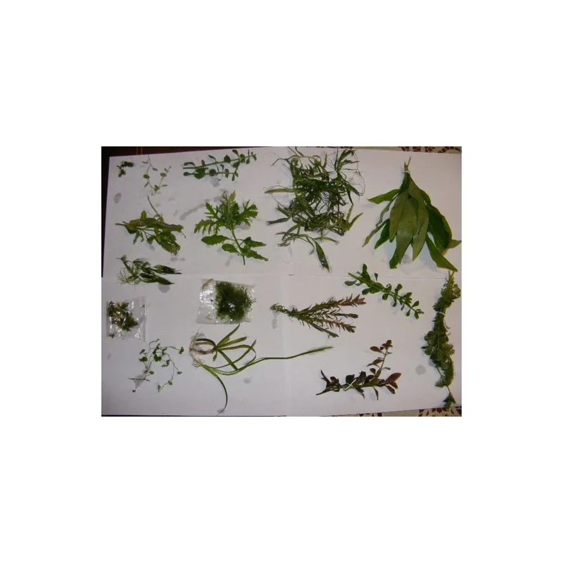plantasdeacuarios192621