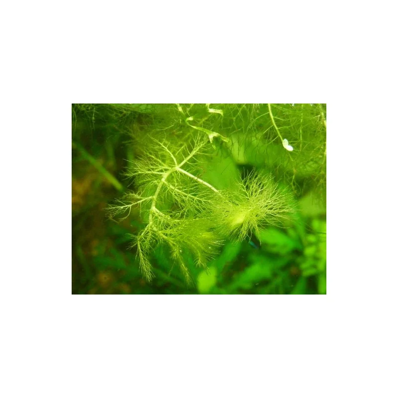 plantasdeacuarios192629