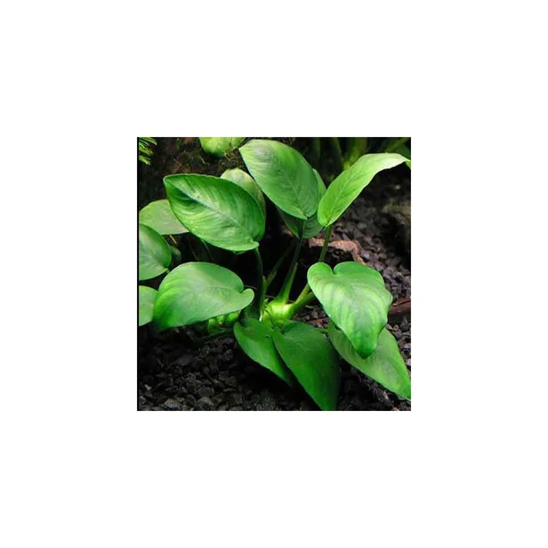 plantasdeacuarios192632