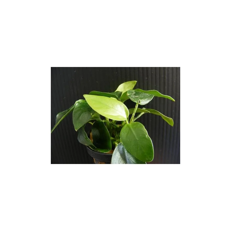 plantasdeacuarios192634
