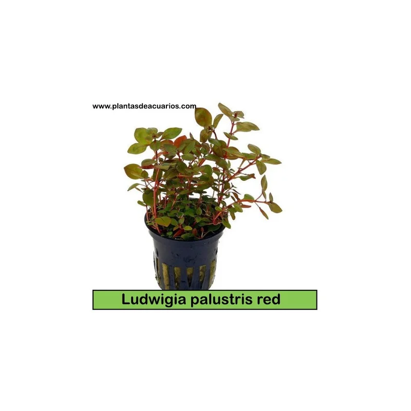 plantasdeacuarios192636