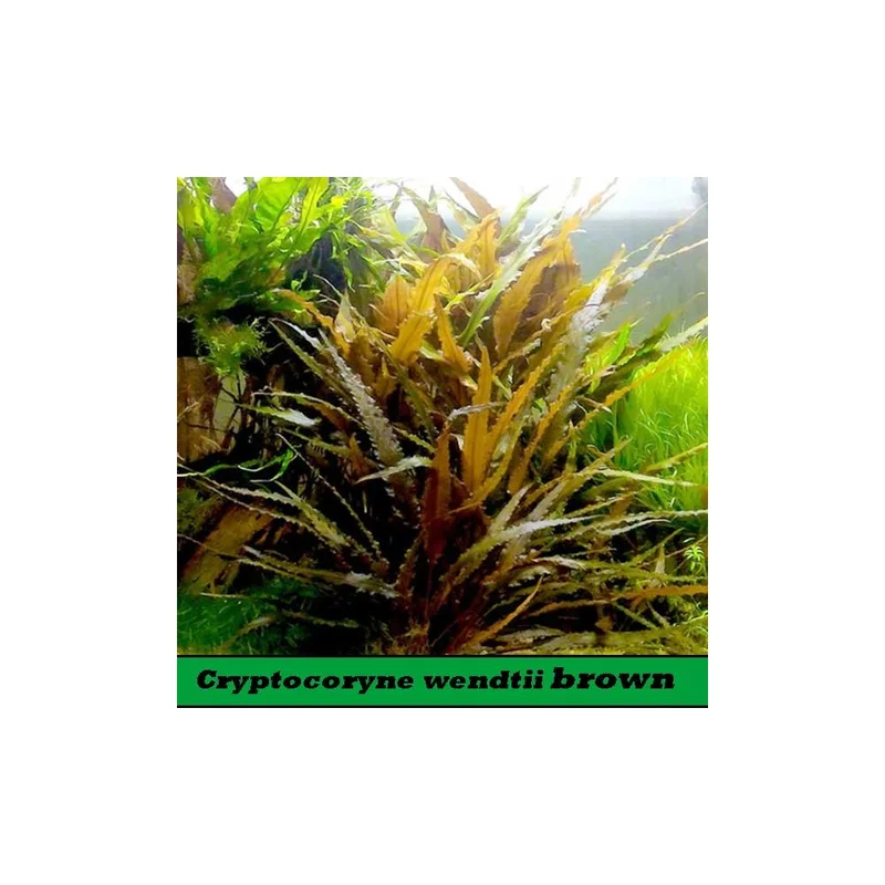 plantasdeacuarios192638
