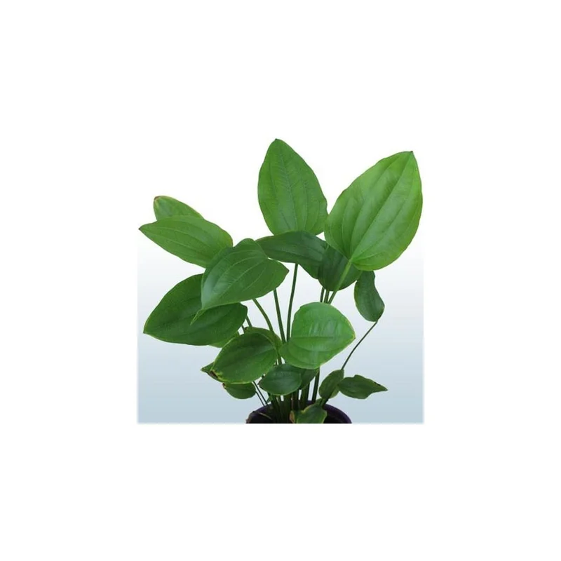 plantasdeacuarios192640