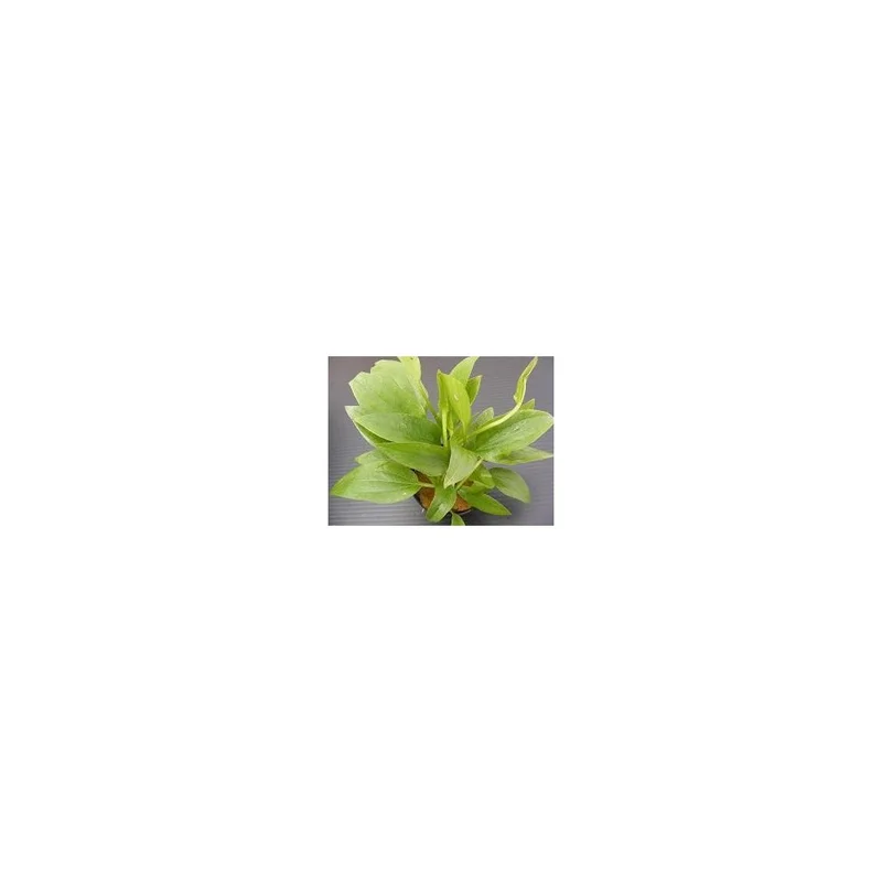 plantasdeacuarios192641