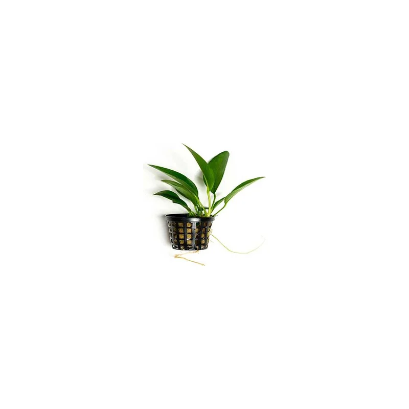 plantasdeacuarios192642