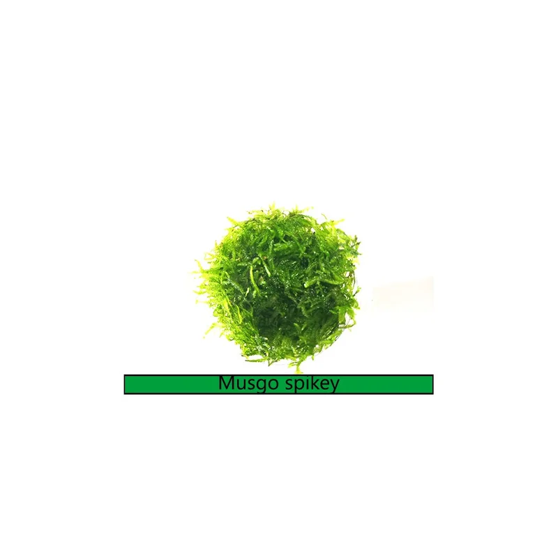 plantasdeacuarios192644