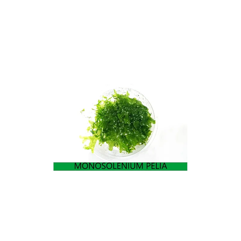 plantasdeacuarios192647