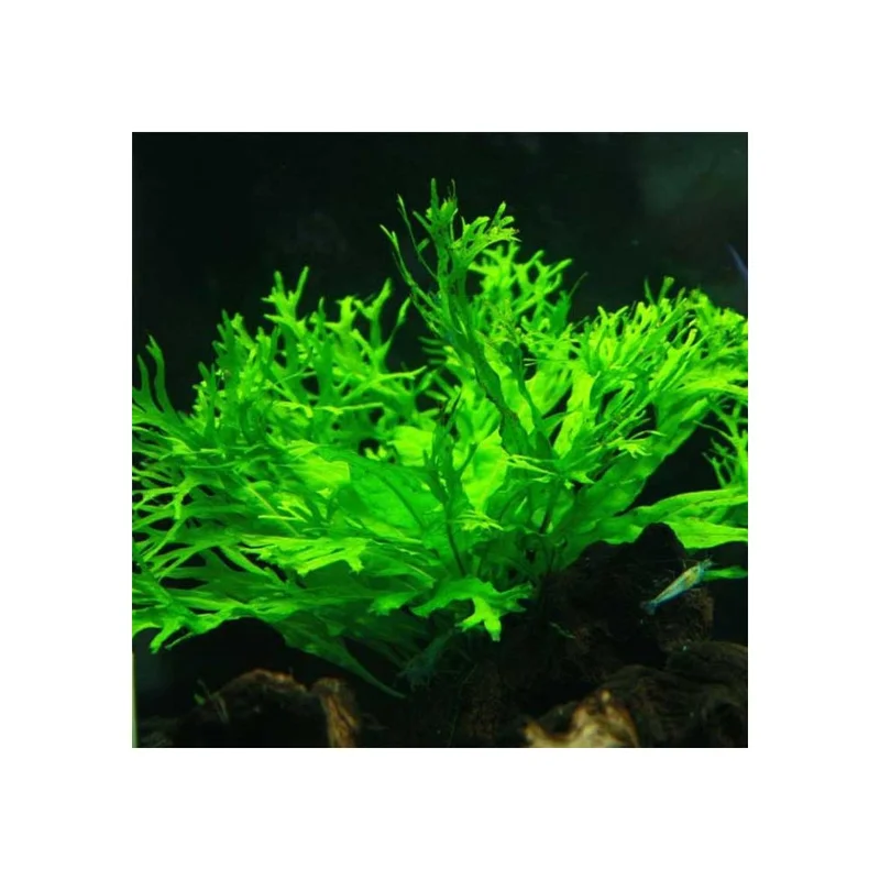 plantasdeacuarios192648